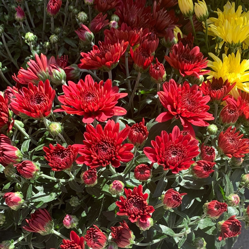 Meet your Posher, Sufie